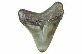Juvenile Megalodon Tooth - North Carolina #359047-1